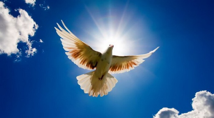 Dove